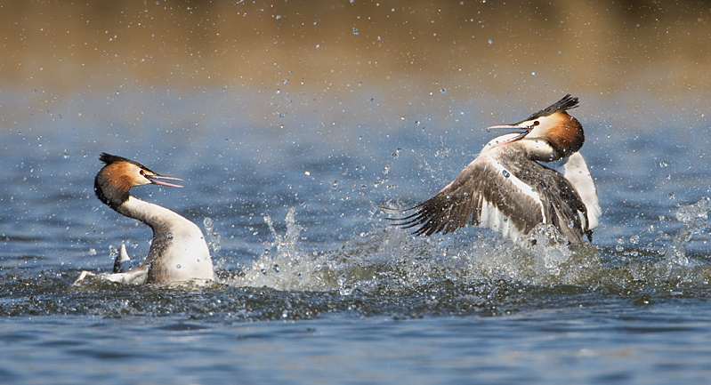 0053 vechtende futen. web.jpg